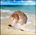 A Day at the Beach