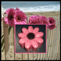 Beach Daisy