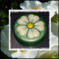 Cherokee Rose