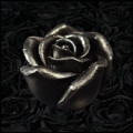 Black Rose