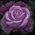 Lavender Rose 