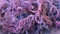 St Lucia purple sea moss (organic)