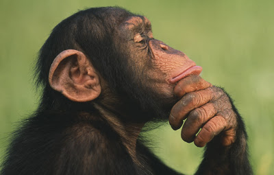 thinking-chimps-02.jpg