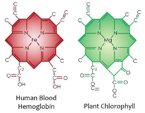 Chlorophyll and Hemoglobin: comparing the molecular structure