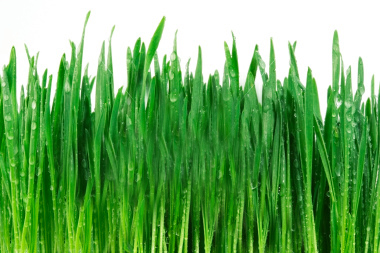 wet wheat grass in our greens drink