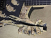 Mr. Scary Guitars George Lynch Made Dem Bones Guitar