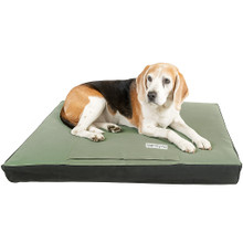 Photo of foxhound dog breed on hygienic waterproof bed.