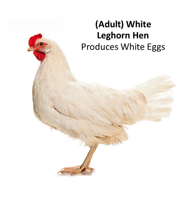 august-2021-white-leghorn-adult-hen-picture.jpg