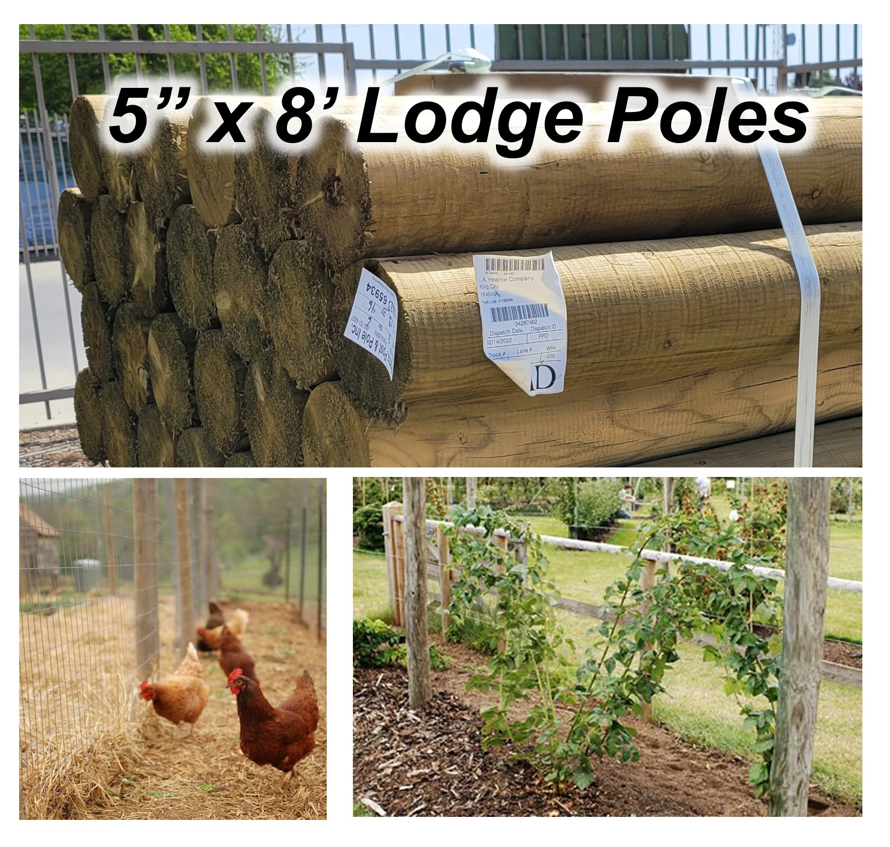 august-2022-use-of-lodge-poles-on-sale.jpg