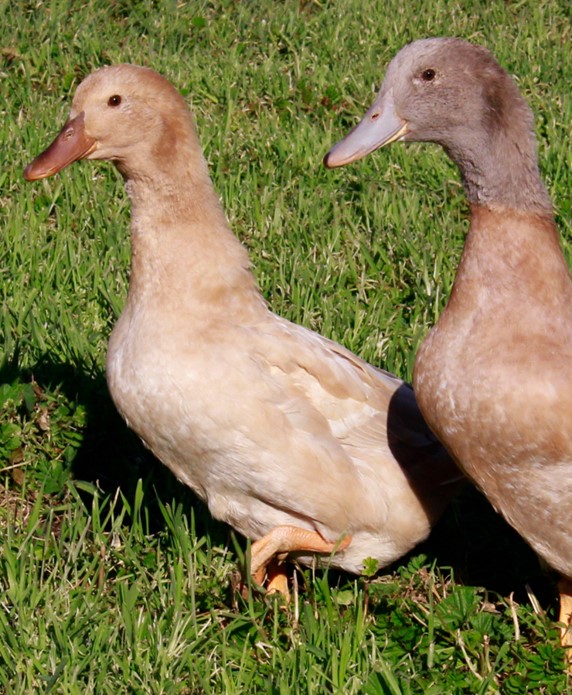 buff-adult-pair-ducks-metzer-farms-gonzales-pic.jpg