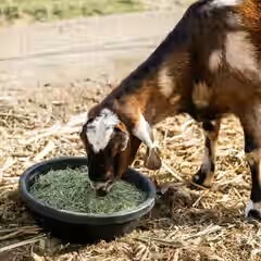 goat-eating-standlee-grazlee-timothy-grass.jpg