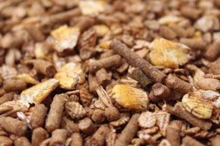 king-brand-textured-16-percent-goat-mix-close-up-of-feed-50-fd024005-187002-15.99-2020.jpg