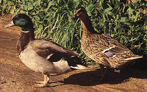 mallard-duck-adults-metzer-farms-pic.jpg