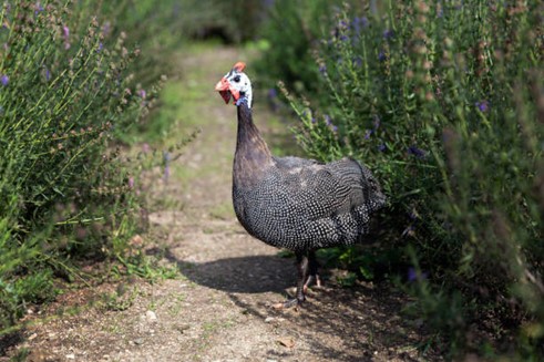 Pearl Guinea Fowl – Feathered Acres