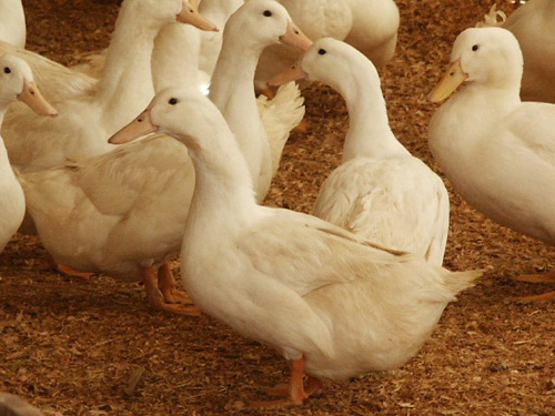 pekin-flock-pic-metzer-farms-gonzales.jpg