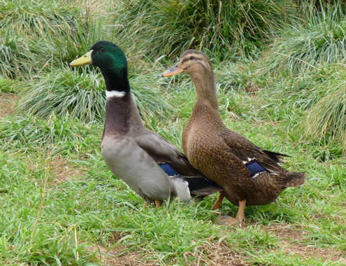 rouen-duck-pair-metzer-farms-pic.jpg