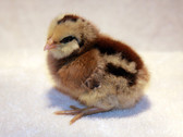 Poultry Season is Now. Chicks,  Ameraucana Pullet Chick, in store only, warm-weather seasonal (Special Orders welcome on poultry varieties when available)