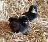 Chicks, Barred Rock Chick, warm weather seasonal, in-store-only (Special Orders Welcome When Available)