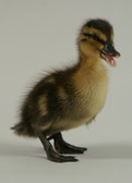 Poultry Season is now. Rouen Ducklings (warm weather seasonal, in store only)
