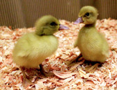 Poultry Season is Now. Buff Duckling (warm weather seasonal, in store only)