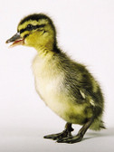 Seasonal, Available NEXT SPRING, 2023. Mallard Ducklings (warm weather seasonal... available in store only)