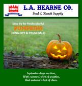 Happy September! Medium Sized Pumpkins are HERE (in store pick up) 