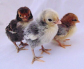 Seasonal, Available NEXT SPRING, 2023. Chicks, Bantam "small, with feathered feet" Chickens, Warm-Weather Seasonal (In Store Only)