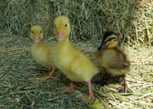 Seasonal, Available NEXT SPRING, 2023. Pekin Duckling (The Yellow Ducklings) Warm Weather Seasonal (available in store only)