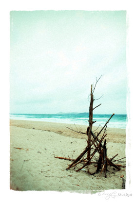 Rugged beachscape photo with driftwood hut, NZ art print for sale by Lucy G.
