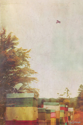 Vintage photo art featuring colourful old NZ beehives and plane, art print for sale.