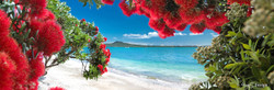 Glendowie, Auckland, NZ - Pohutukawa and Rangitoto landscape photography print for sale