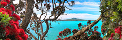 Rangitoto framed by flowering Pohutukawa, Ladies Bay, St. Heliers, Auckland, NZ - print for sale