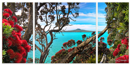 Rangitoto framed by flowering Pohutukawa, Ladies Bay, St. Heliers, Auckland, NZ - print for sale