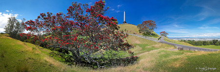 Cornwall Park, Pohutukawa trees and One Tree Hill, Auckland, New Zealand - landscape print for sale.