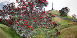 One Tree Hill,  Pohutukawa trees at Cornwall Park, Auckland, New Zealand - landscape print for sale.
