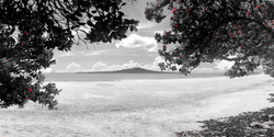Takapuna Beach, Rangitoto and Pohutukawa beach scene, Auckland, NZ - landscape photo print for sale.