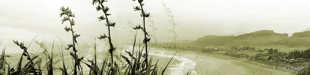 West Coast, Muriwai Beach, Auckland, NZ showing flax and beach - landscape photo print for sale.