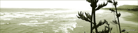 West Coast, Muriwai Beach, Auckland, NZ showing flax and beach - landscape photo print for sale.