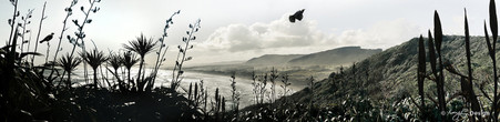 Flying Tui, Muriwai Beach, Auckland, New Zealand -  panoramic landscape photo with cabbage tree, flax and Tui.