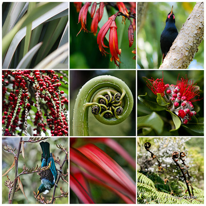 NZ Nature, photo print collage featuring New Zealand native Nikau, Flax, fern frond with Saddleback and Tui.