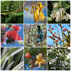 NZ Flowers, photo print collage featuring New Zealand Tui, Kowhai, Pohutukawa, Flax and Manuka flowers.