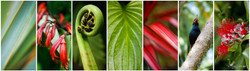 NZ photo print collage for sale featuring NZ Flax, fern fronds, Saddleback bird & Pohutukawa.