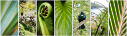 NZ photo print collage for sale featuring Cabbage Tree, Tui, fern frond, Pohutukawa and boatsheds.