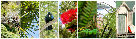 NZ photo print collage for sale featuring Cabbage Tree, Tui, fern frond, Pohutukawa and boatsheds.