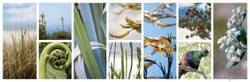 Aotearoa, photo print collage for sale featuring NZ Tui, fern fronds, Pohutukawa, cabbage trees and sand dunes.