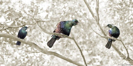 NZ Tui birds sit on branches singing - panoramic, nature, photo art print for sale by Lucy G.