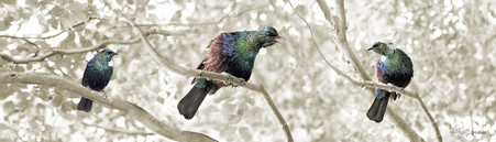 NZ Tui birds sit on branches singing - panoramic, nature, photo art print for sale by Lucy G.