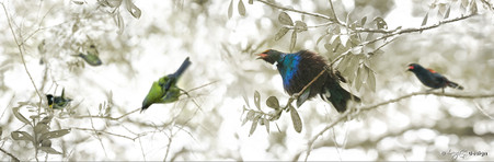 NZ Bellbird, Stitchbird, Tui, Wood Pigeon (Kereru)  - nature, photo art print for sale.