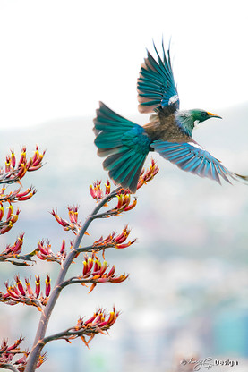 Flying NZ Tui bird and red flax - photo art print for sale by Lucy G.