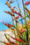 Photo of red New Zealand Flax in bloom - photo art / canvas print for sale.